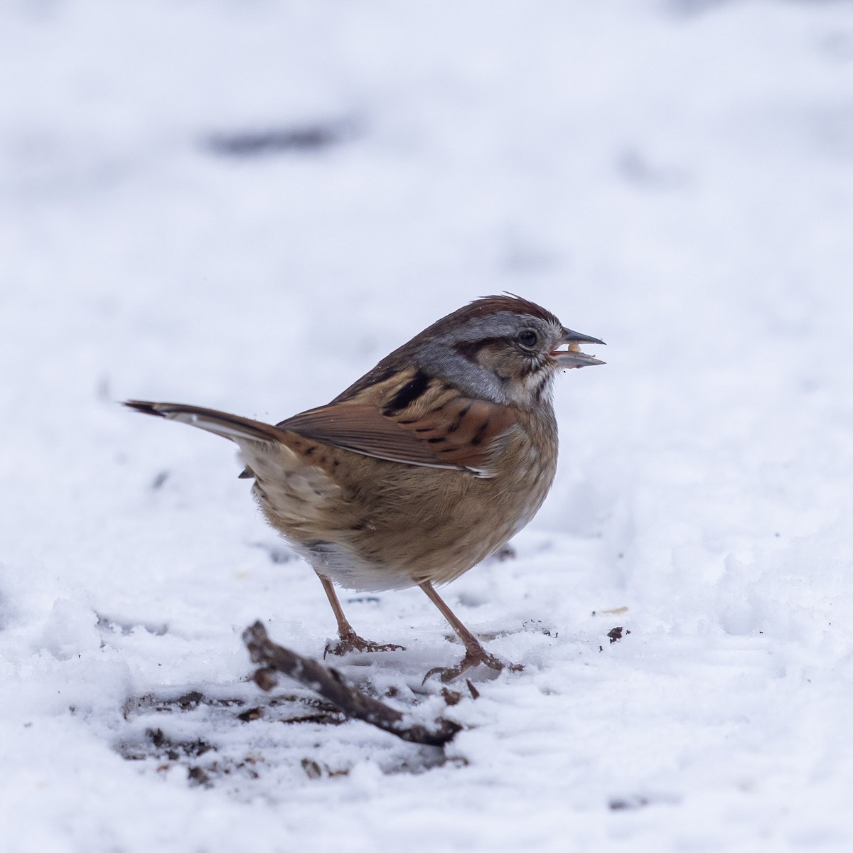 Swamp Sparrow - ML646947152