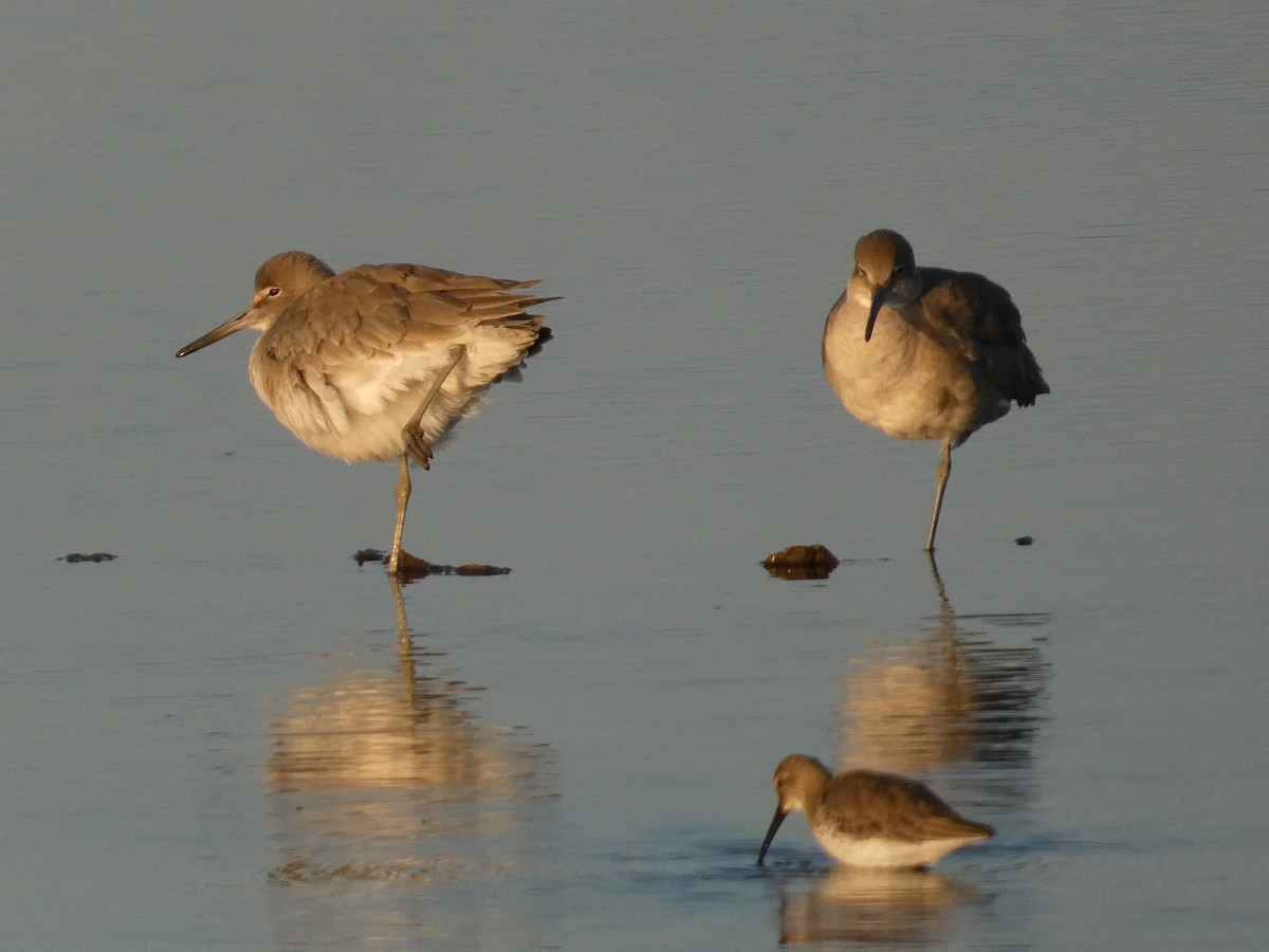 Playero Aliblanco (inornata) - ML646947155