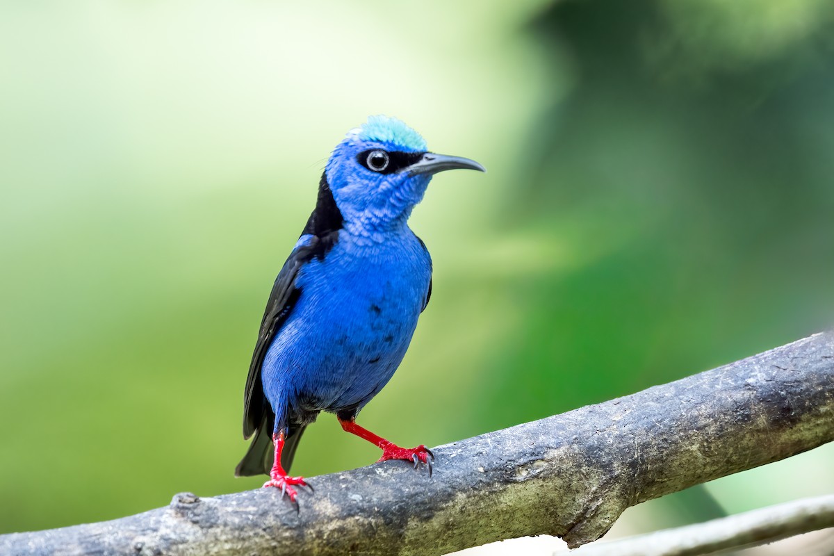 Красноногий саи - ML646947156