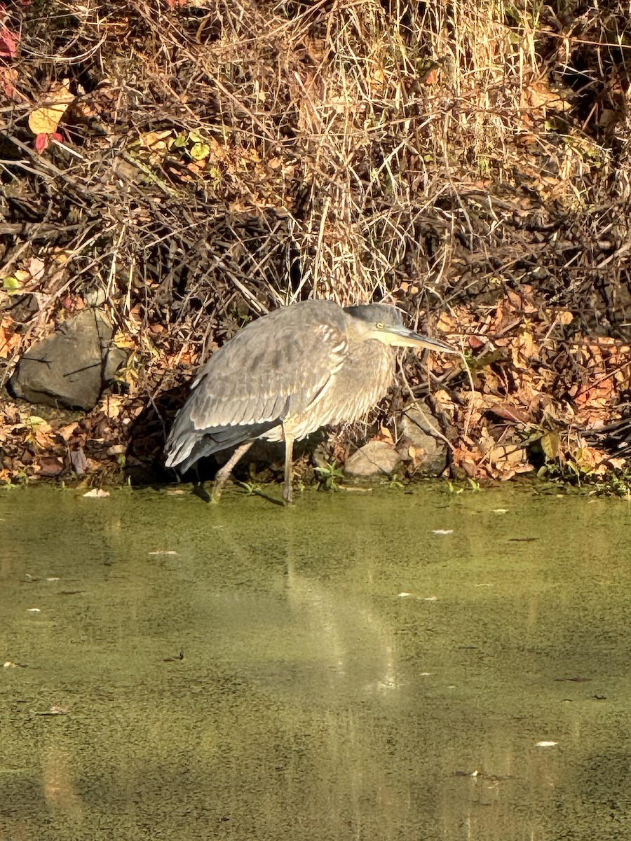 Great Blue Heron - ML646947157