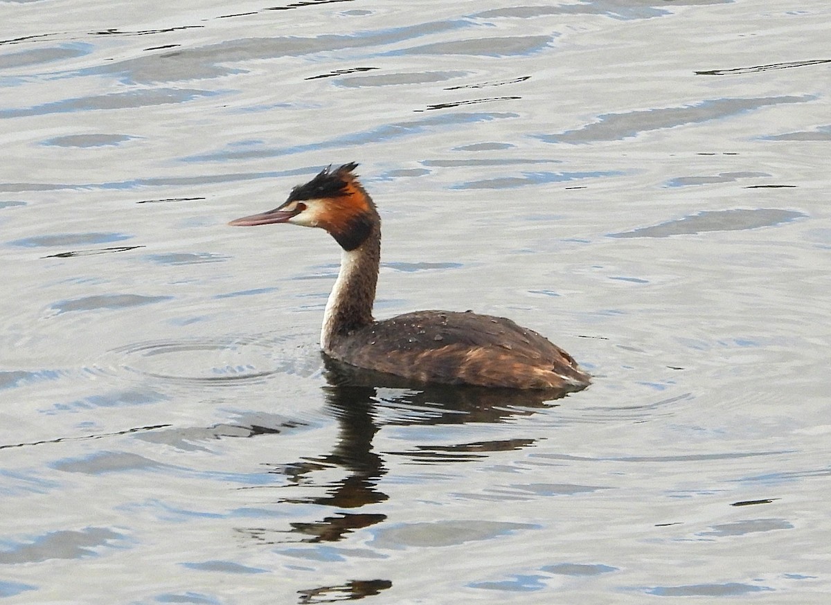 Murgil mottoduna - ML646947162