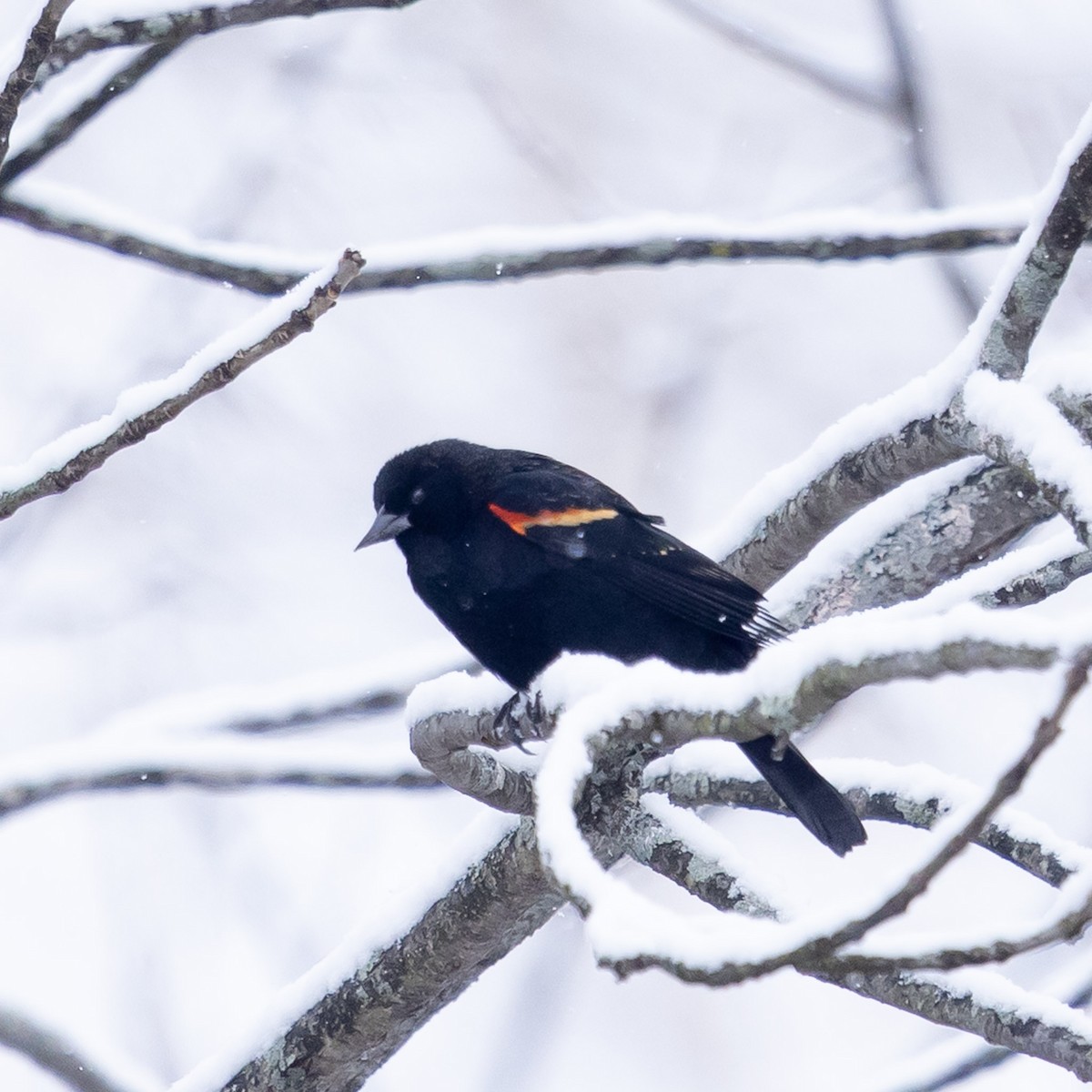 Red-winged Blackbird - ML646947167