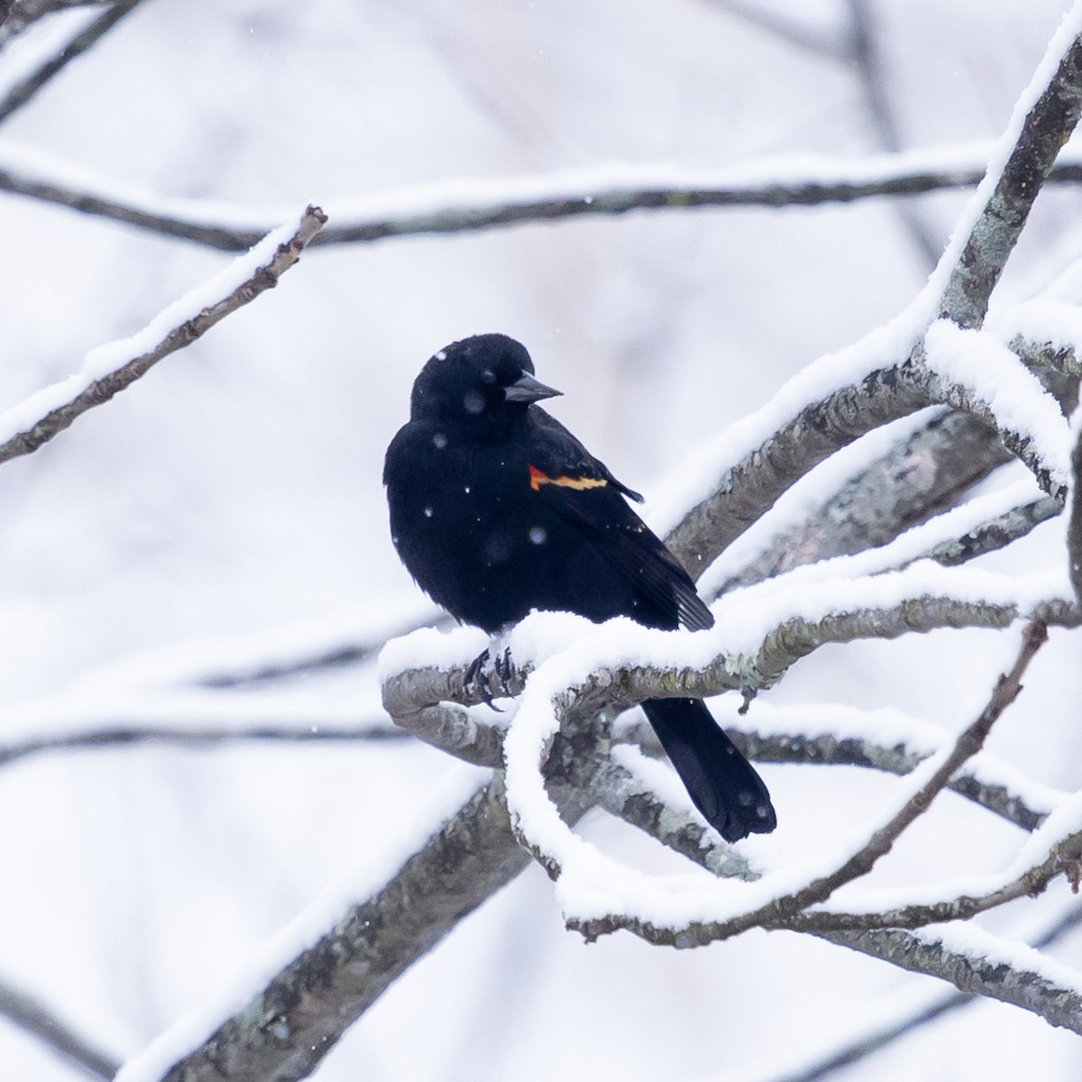 Red-winged Blackbird - ML646947168