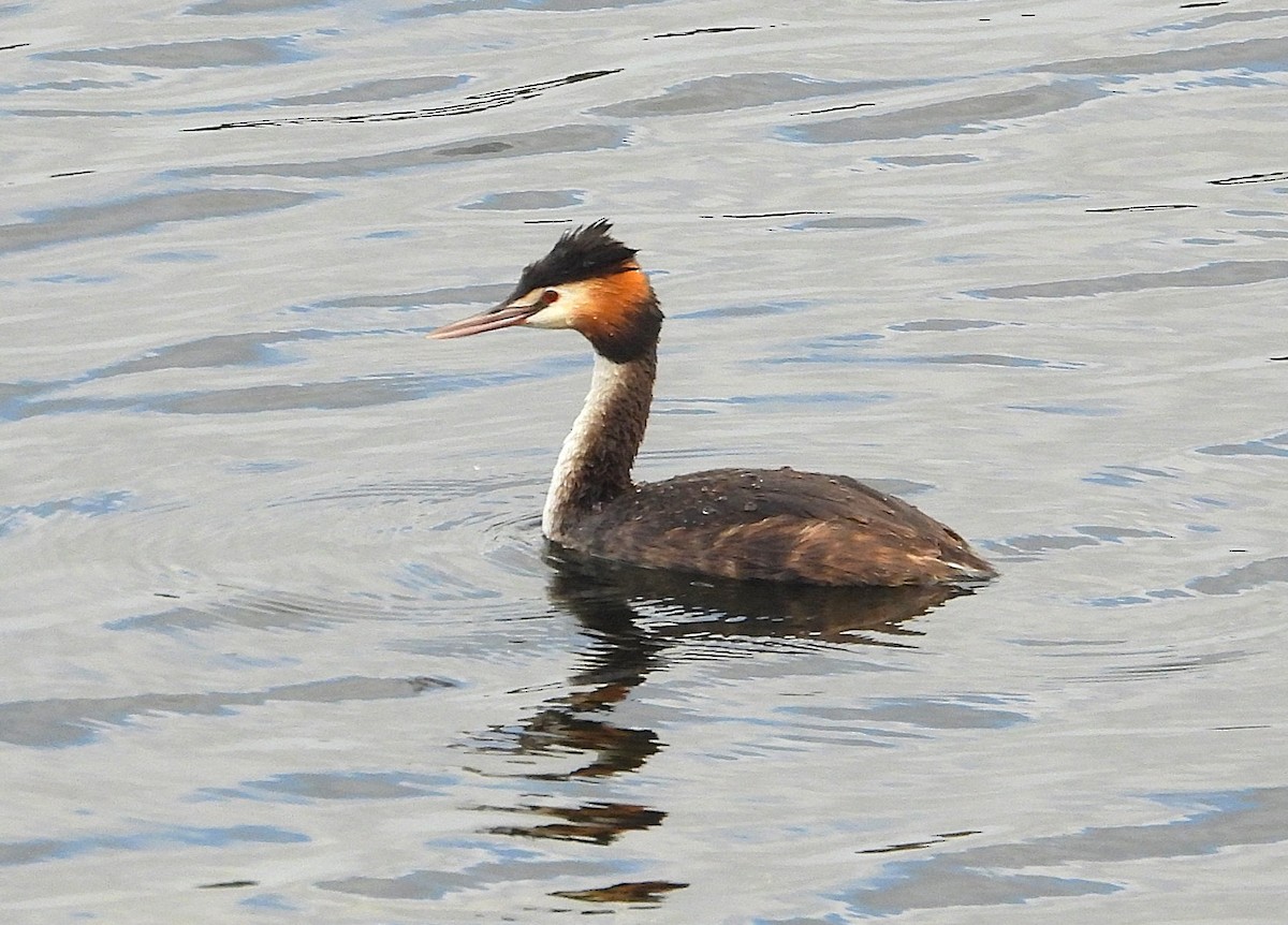 Murgil mottoduna - ML646947169