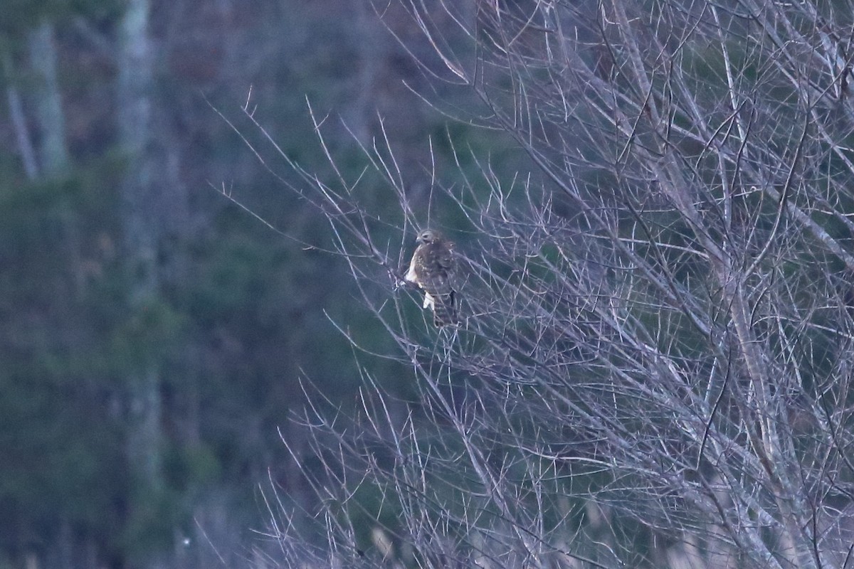 Red-tailed Hawk - ML646947172