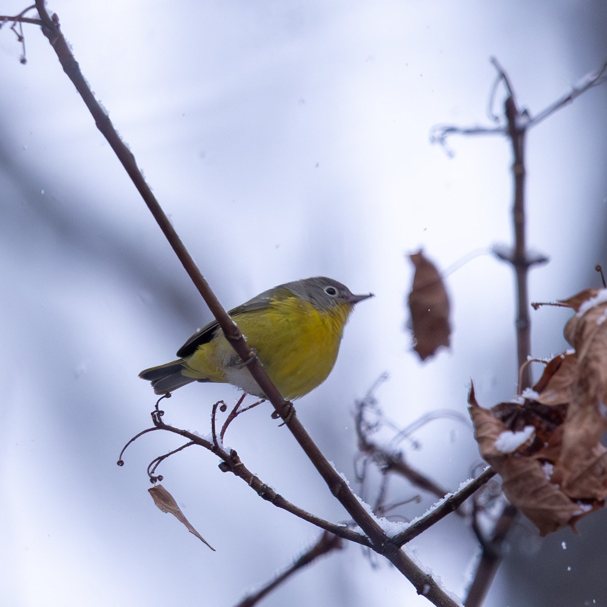 Nashville Warbler - ML646947173