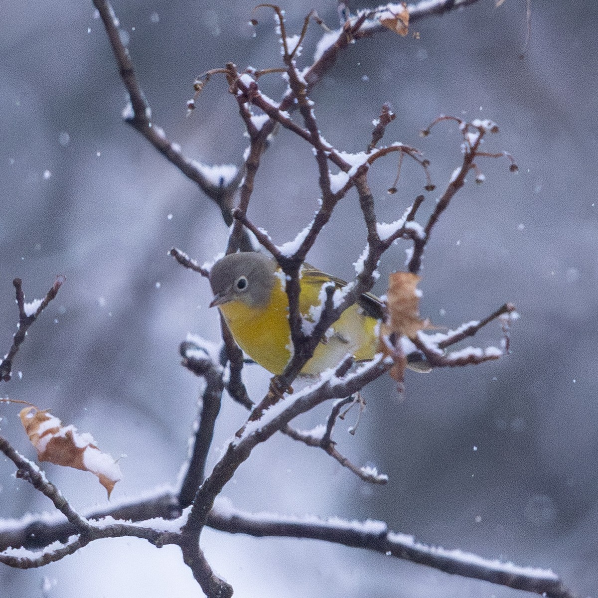 Nashville Warbler - ML646947174