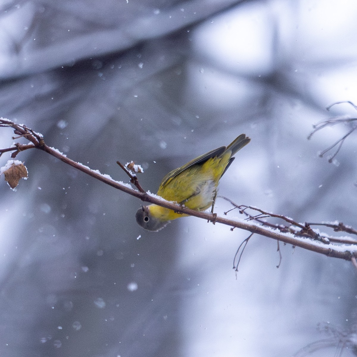 Nashville Warbler - ML646947175