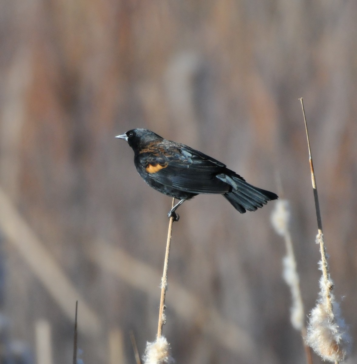 vlhovec červenokřídlý - ML646947178