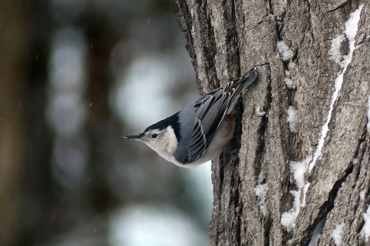 White-breasted Nuthatch - ML646947179
