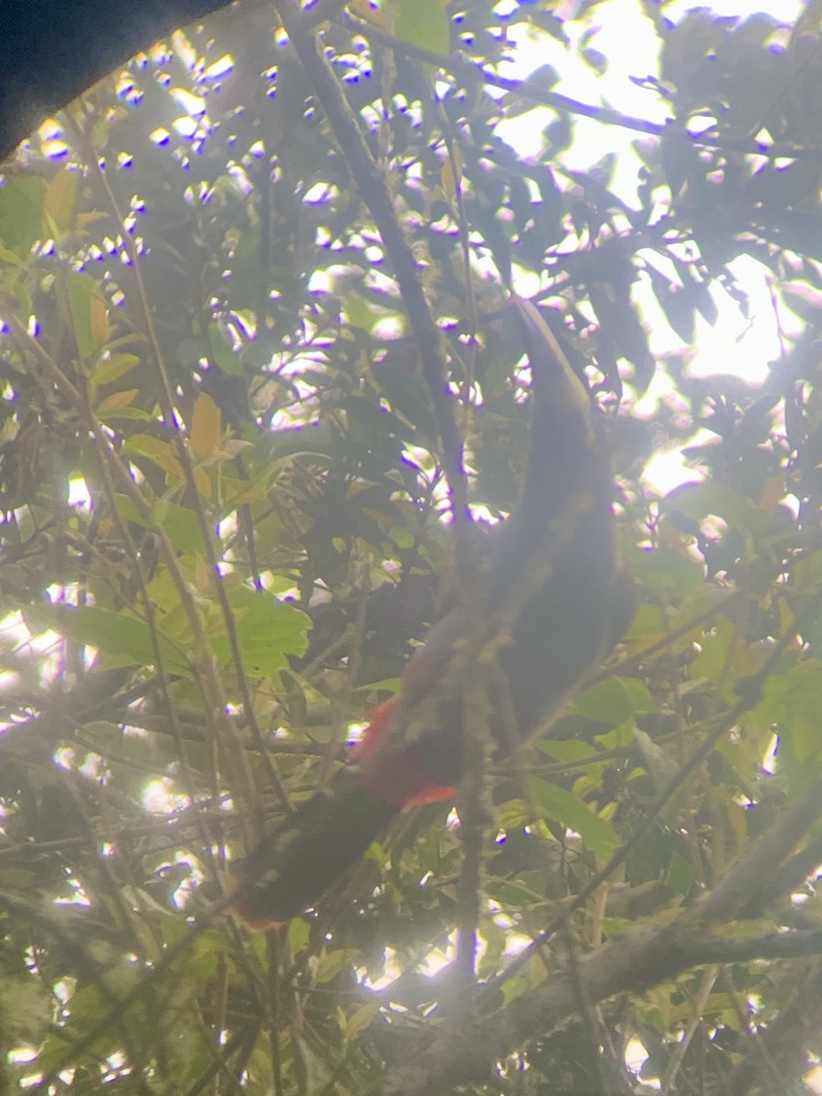 Gray-breasted Mountain-Toucan - ML646947180