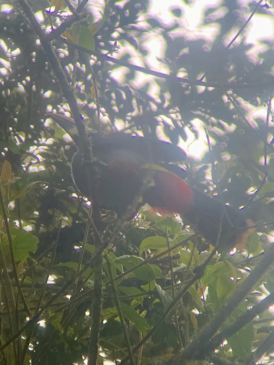 Gray-breasted Mountain-Toucan - ML646947181