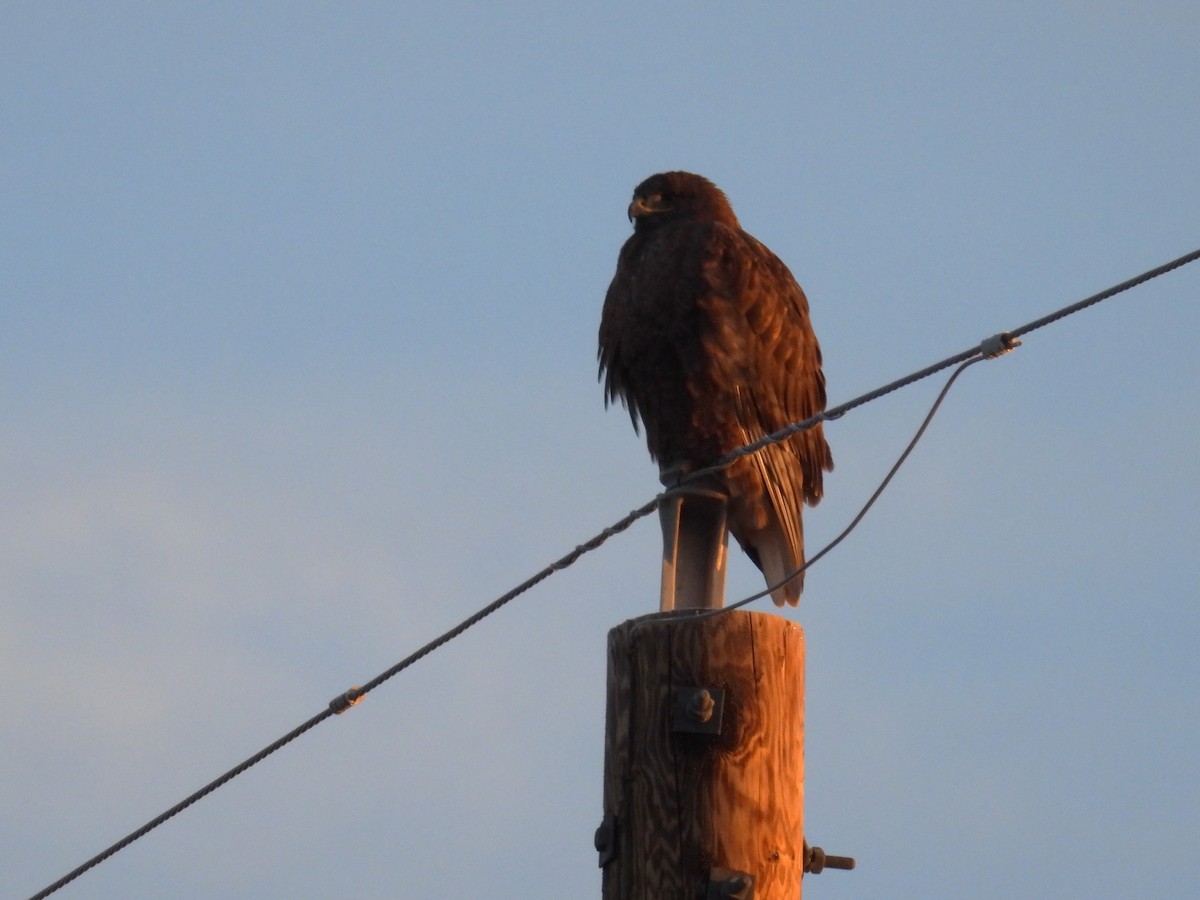 Ferruginous Hawk - ML646947184