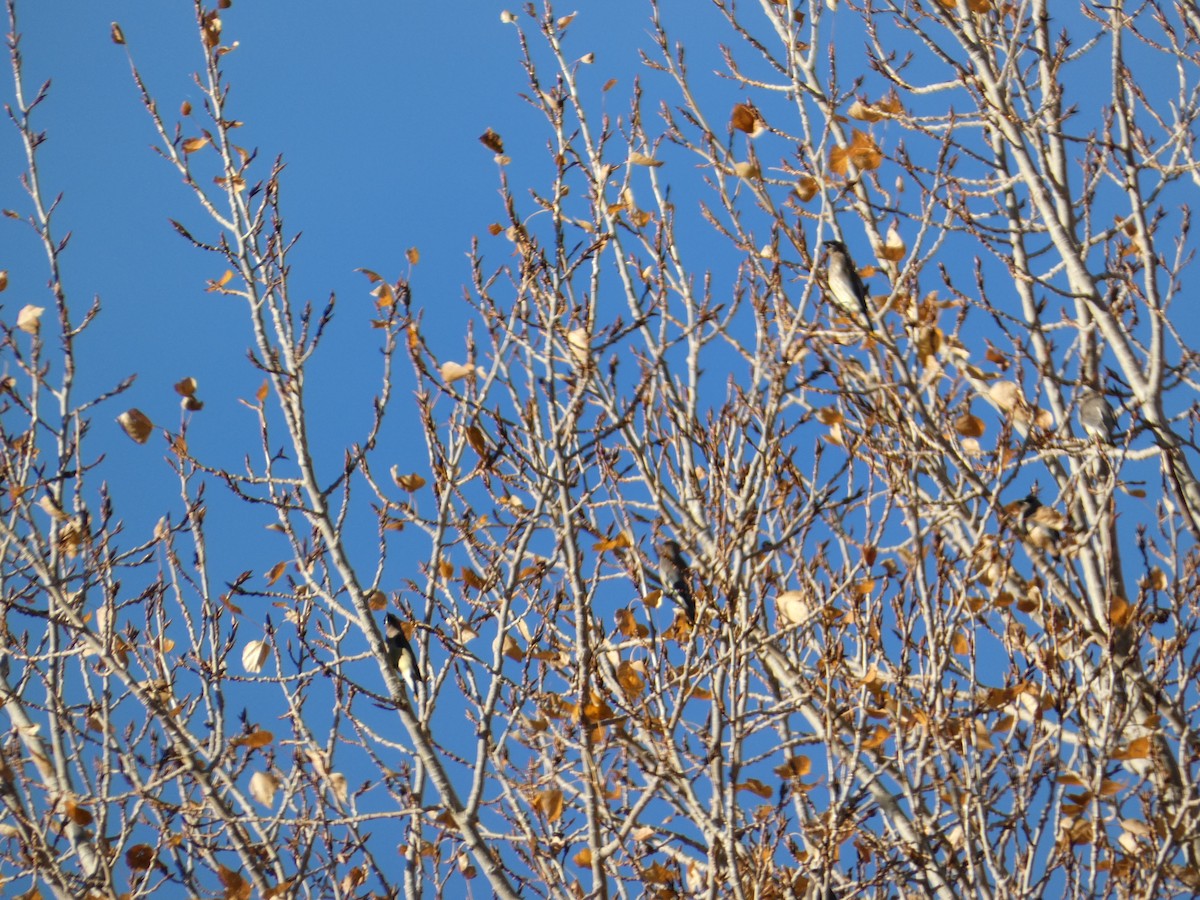 Cedar Waxwing - ML646947189