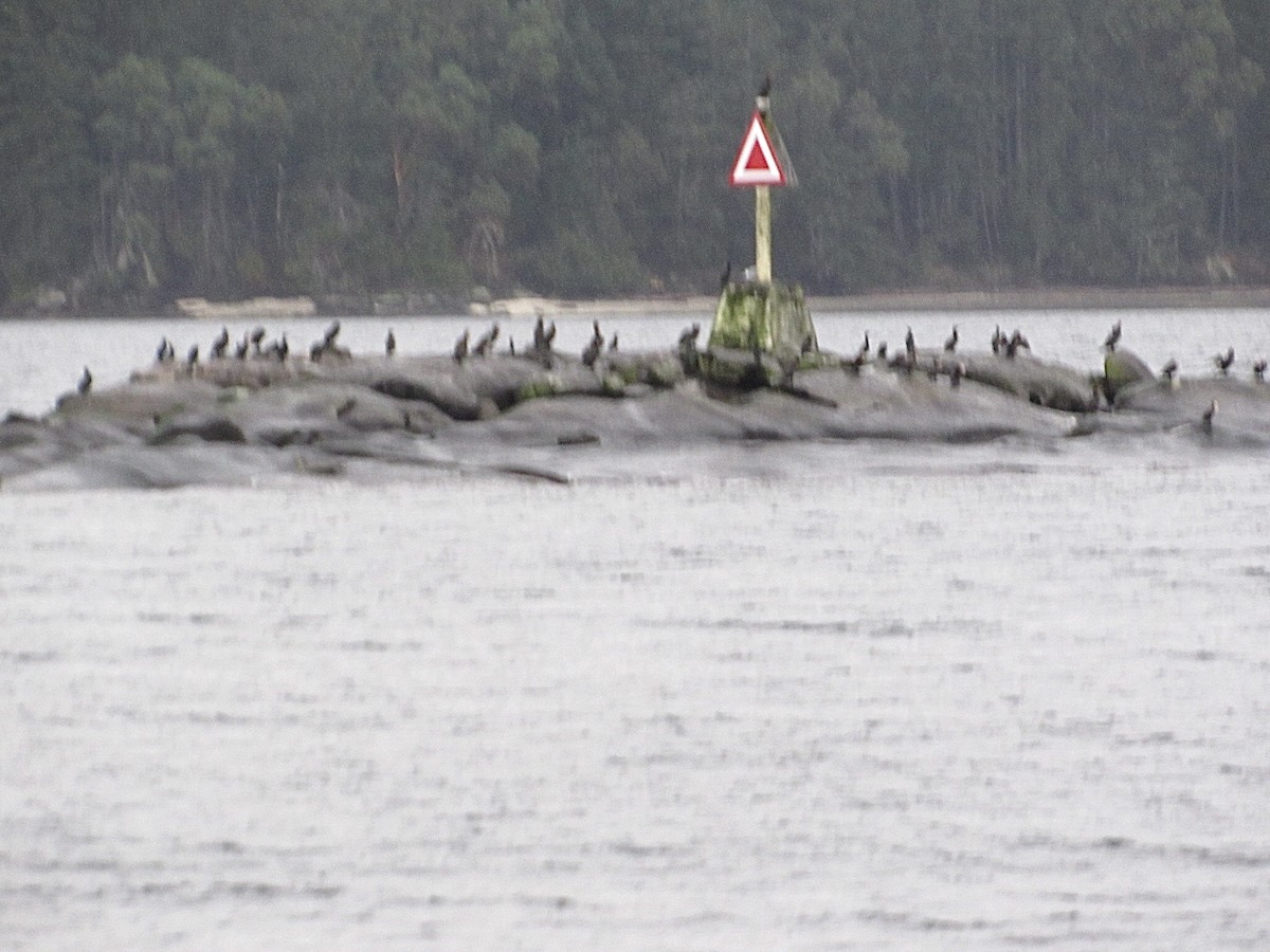 Double-crested Cormorant - ML646947190