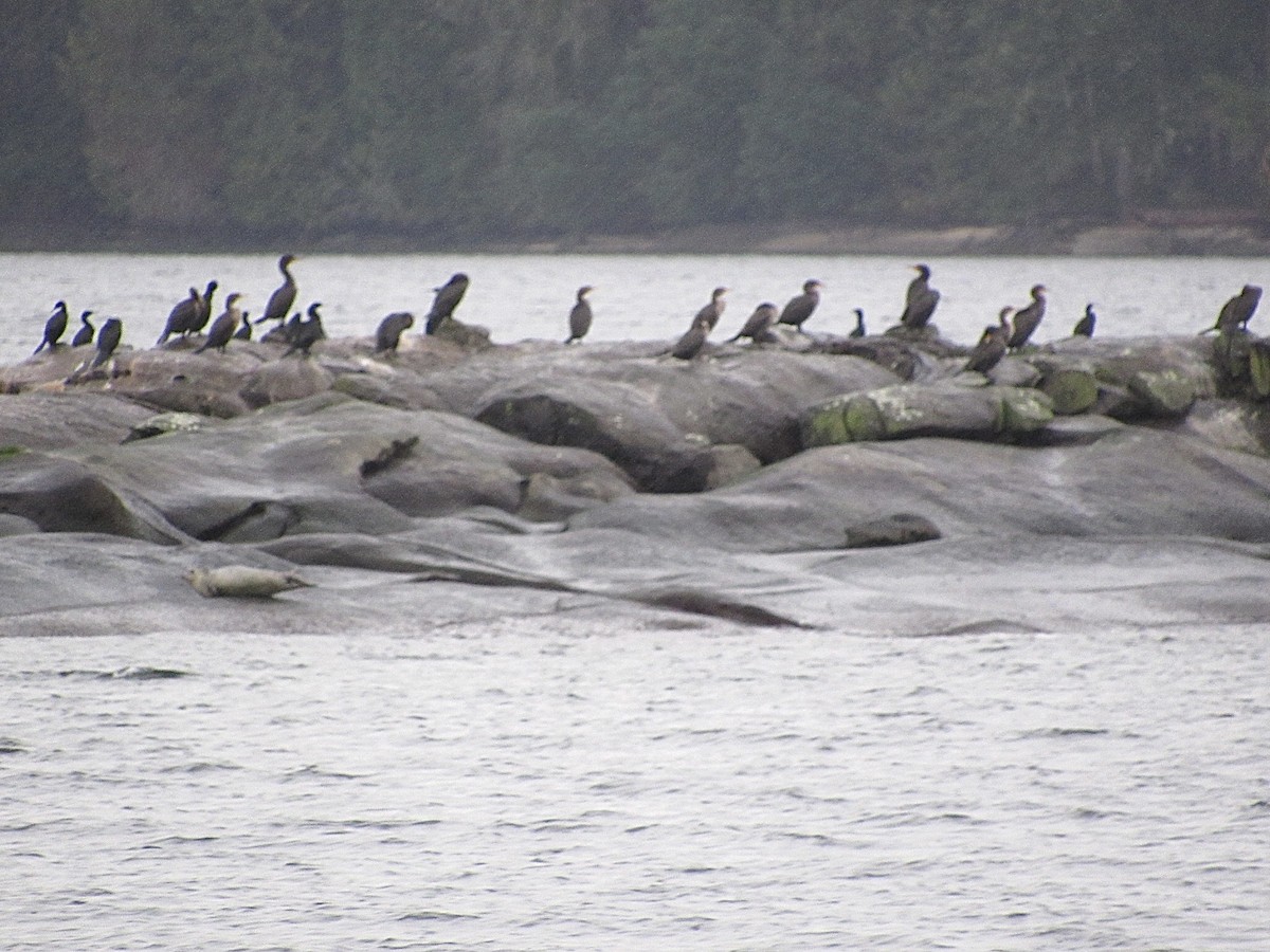 Double-crested Cormorant - ML646947191