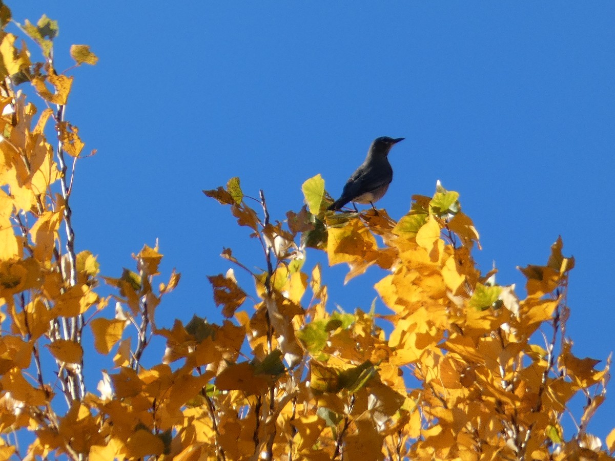 American Robin - ML646947192