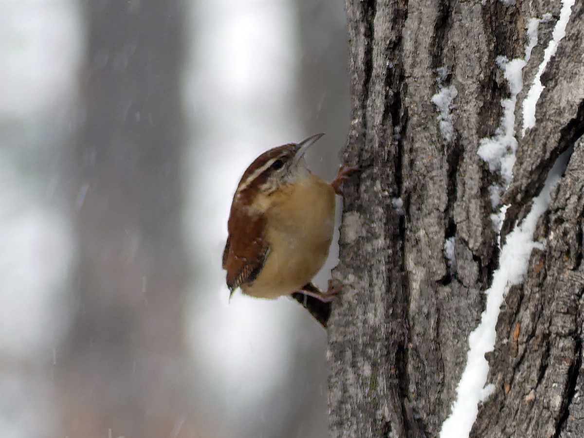 Carolina Wren - ML646947196