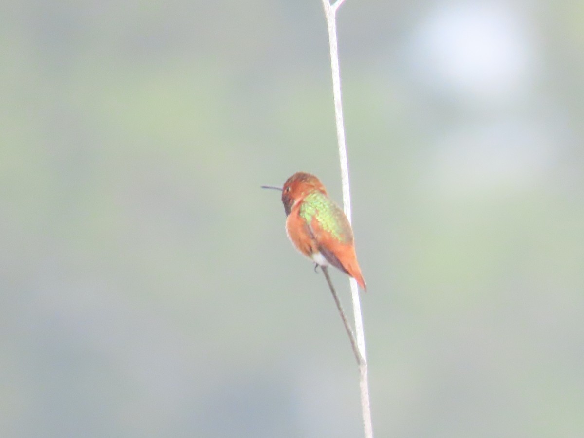 Allen's Hummingbird - ML646947197