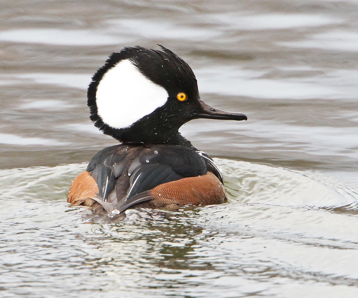 Zerra buruhandia - ML646947207