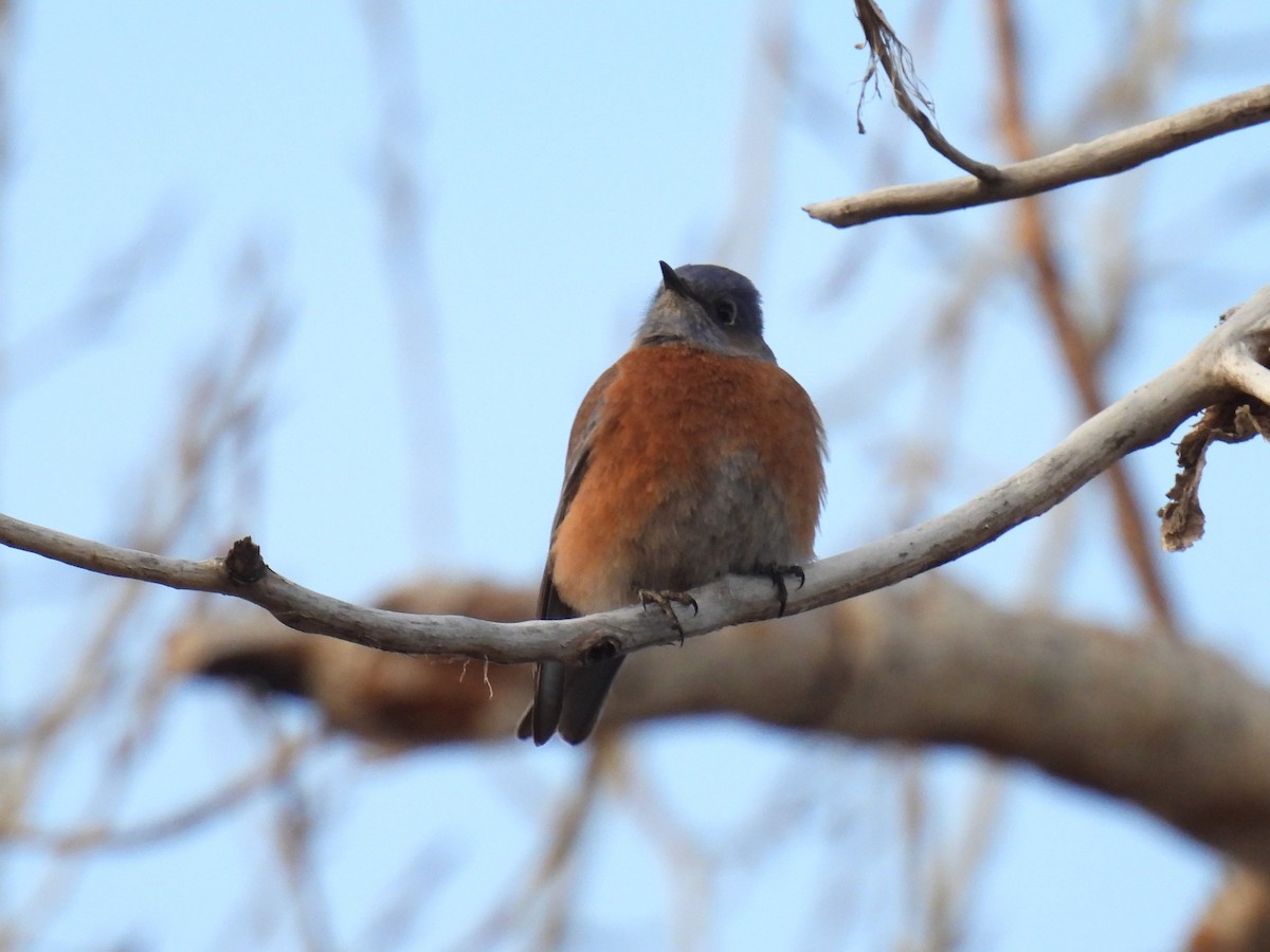 Western Bluebird - ML646947212