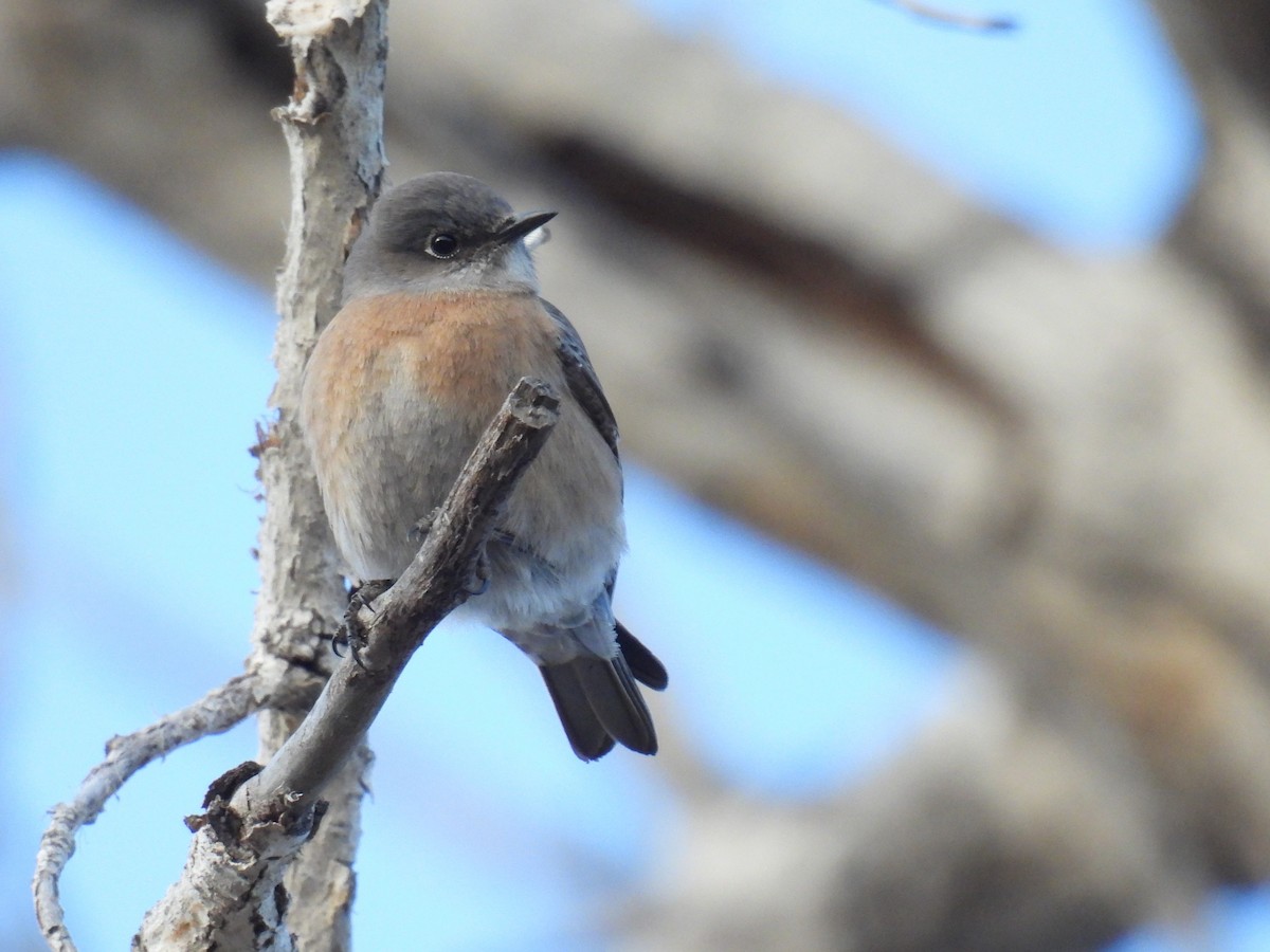 Western Bluebird - ML646947214