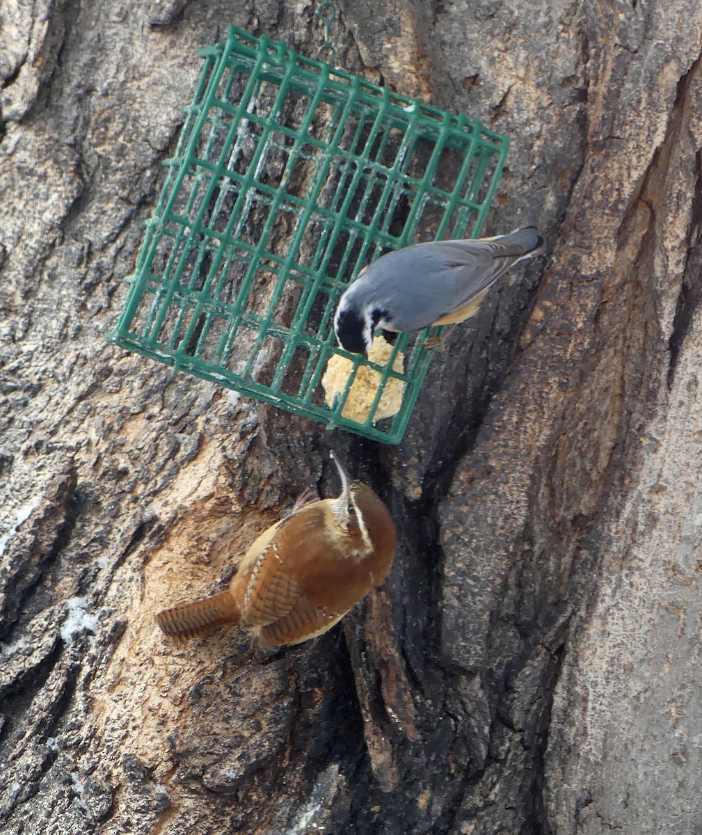 Carolina Wren - ML646947215