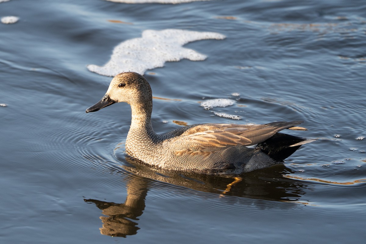 Gadwall - ML646947218