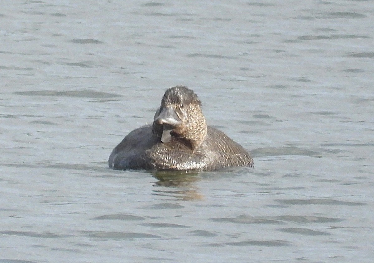 Musk Duck - ML646947222