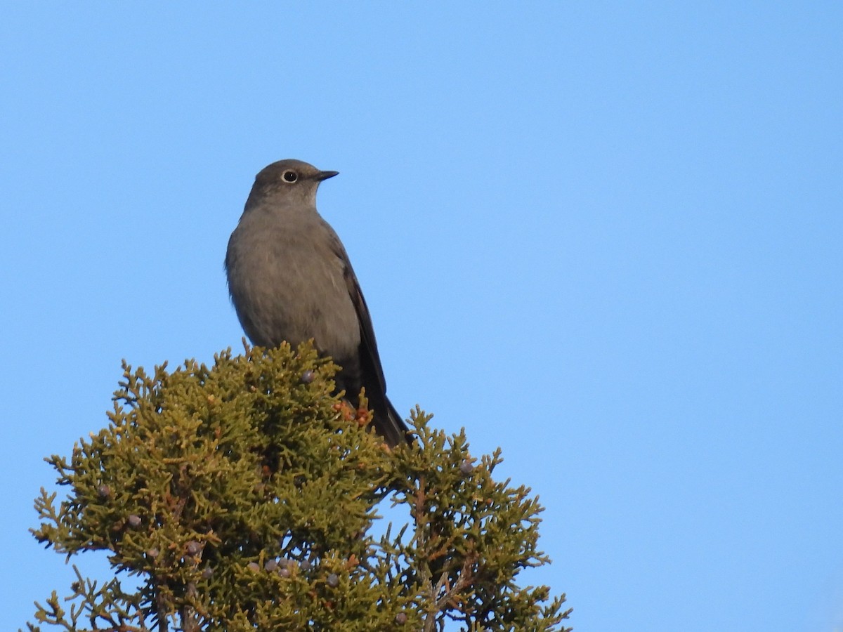 Townsend's Solitaire - ML646947223