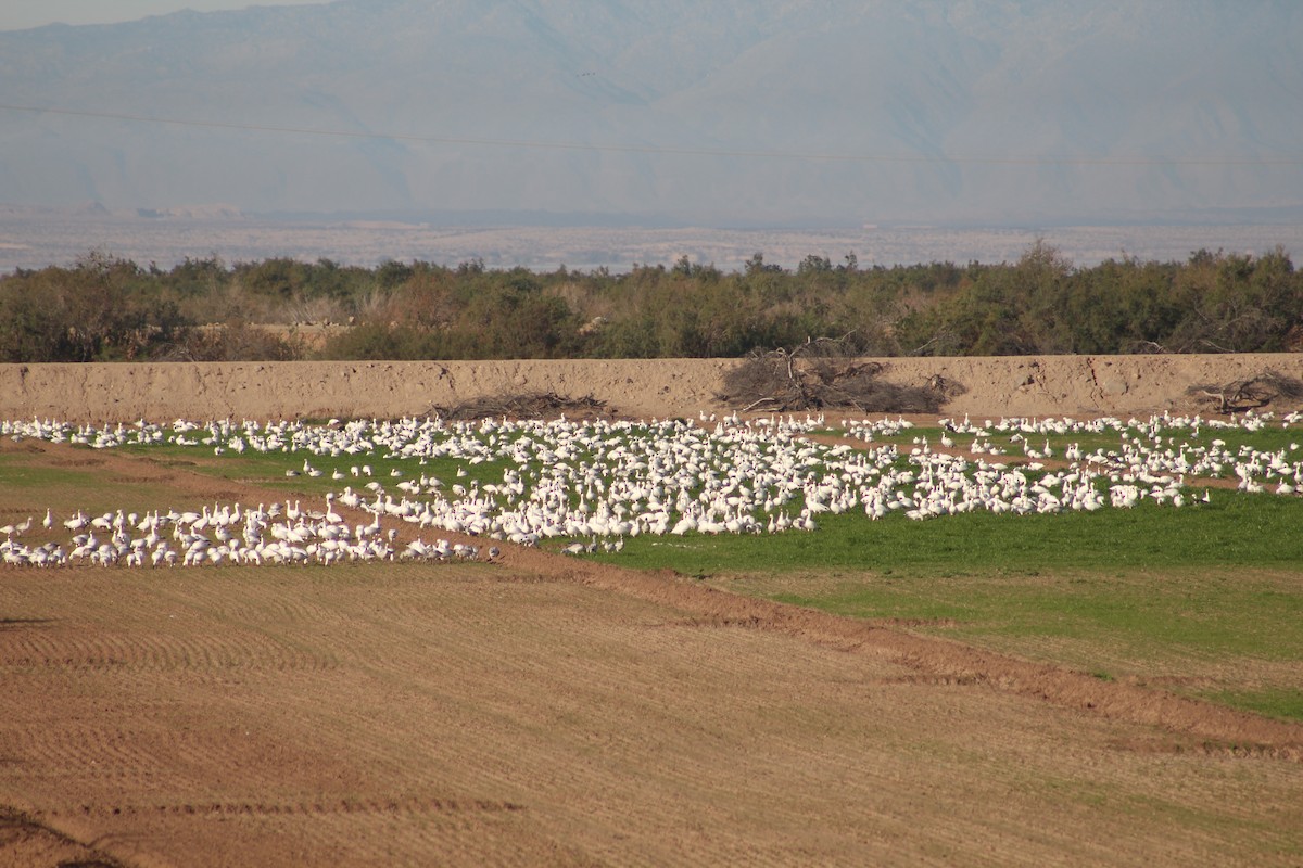 Snow Goose - ML646947224