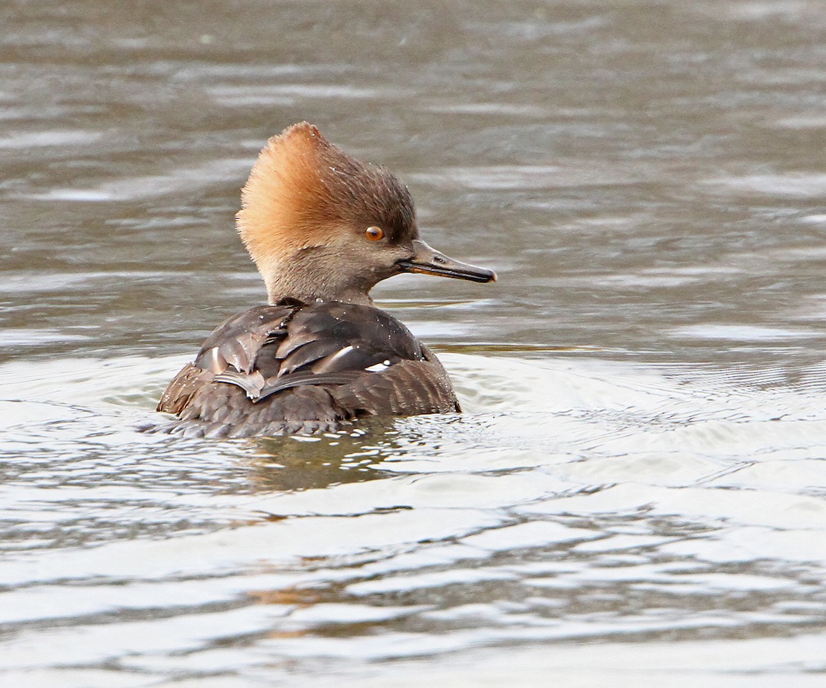 Zerra buruhandia - ML646947231