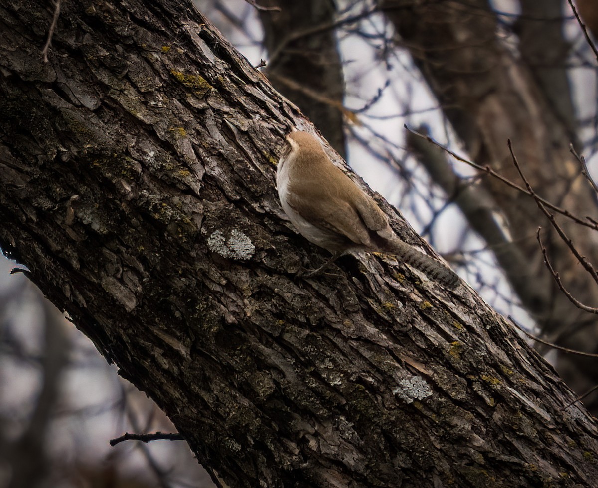 Troglodyte de Bewick - ML646947232