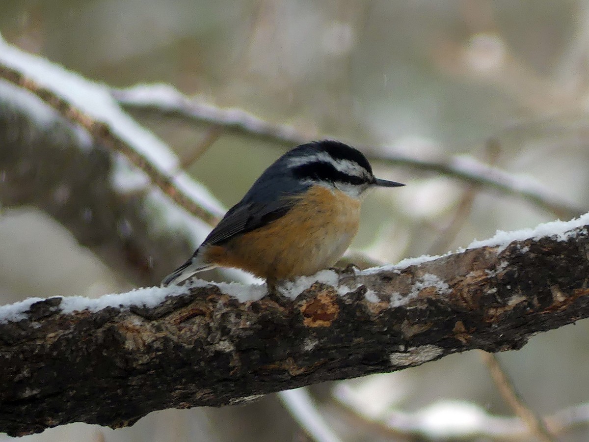 Garrapo kanadarra - ML646947233