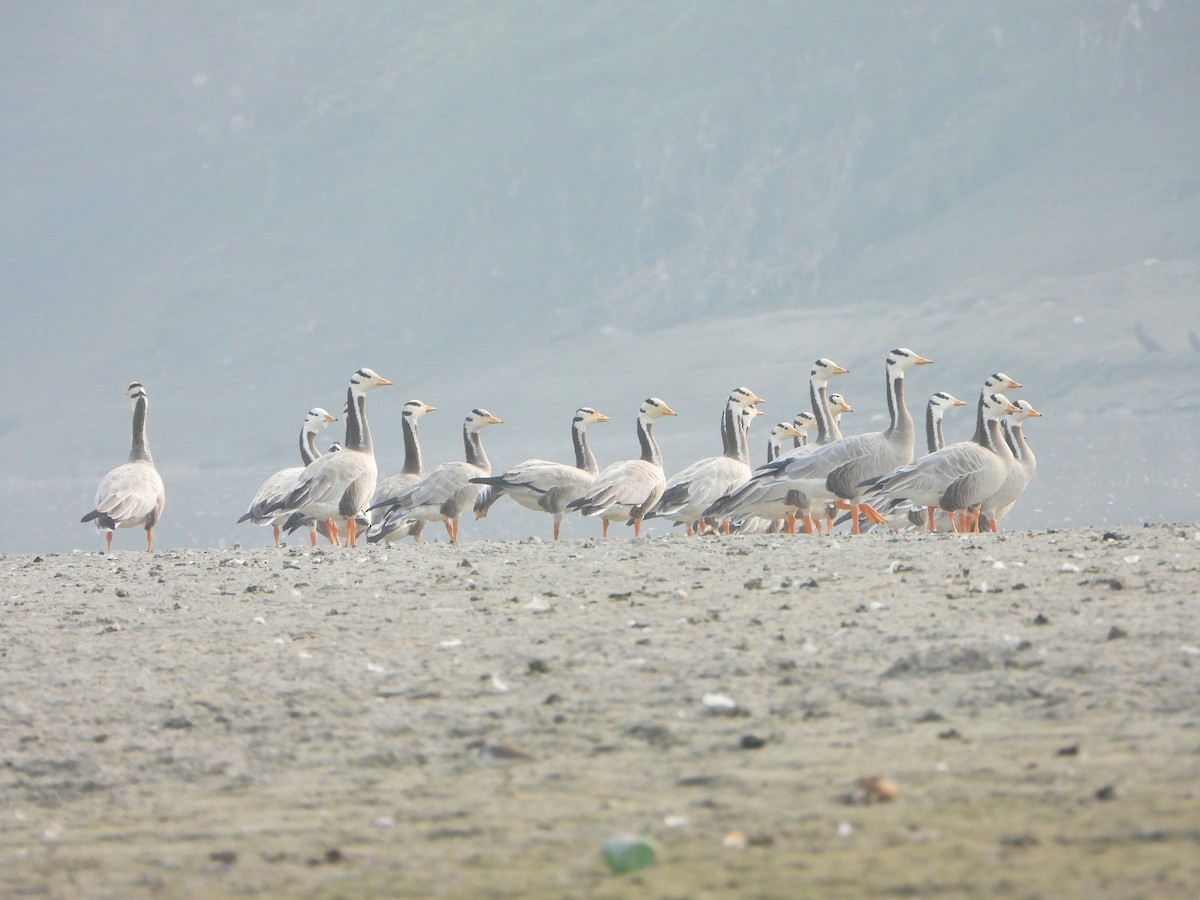 Bar-headed Goose - ML646947234