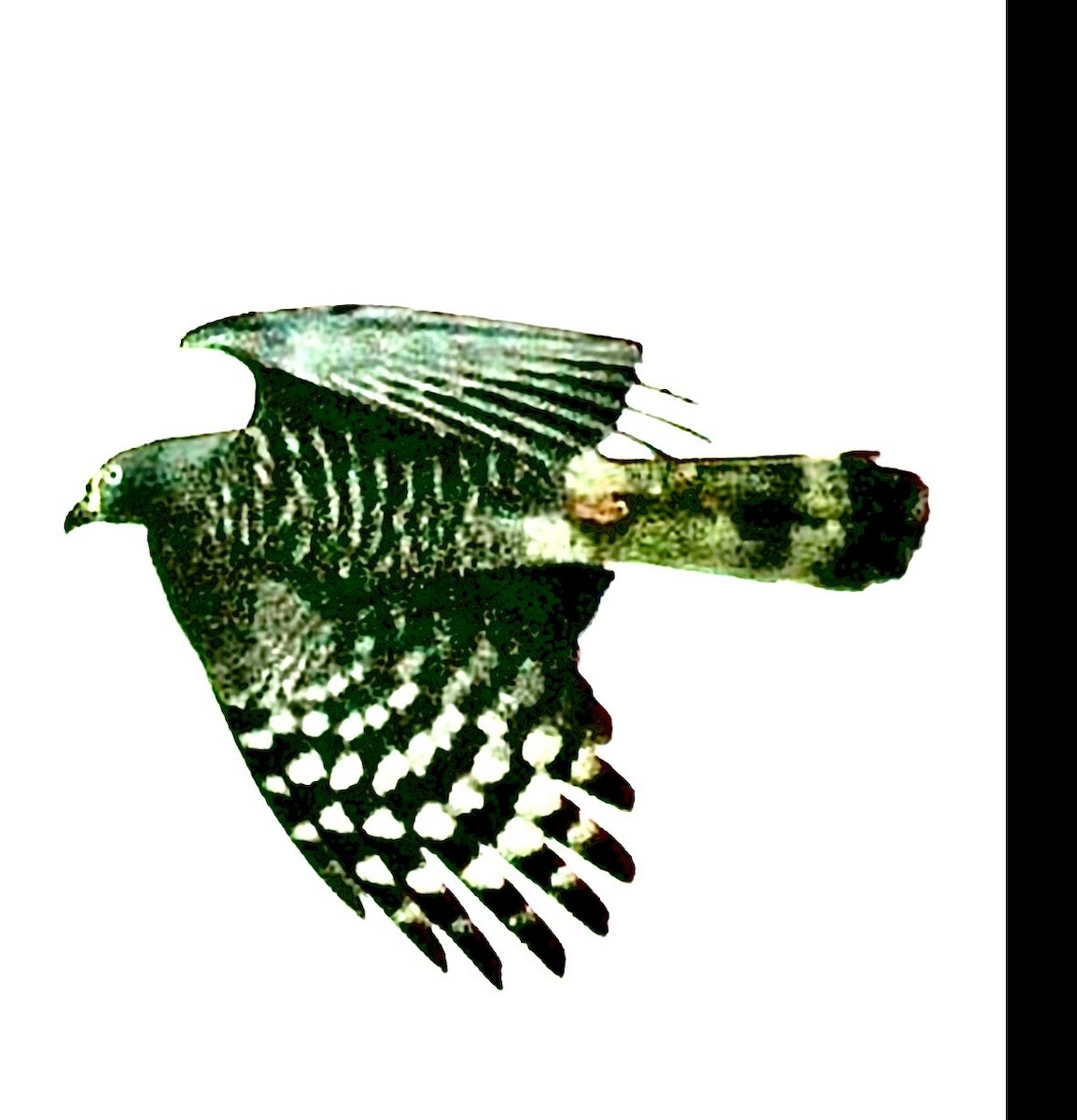 Hook-billed Kite - ML646947235