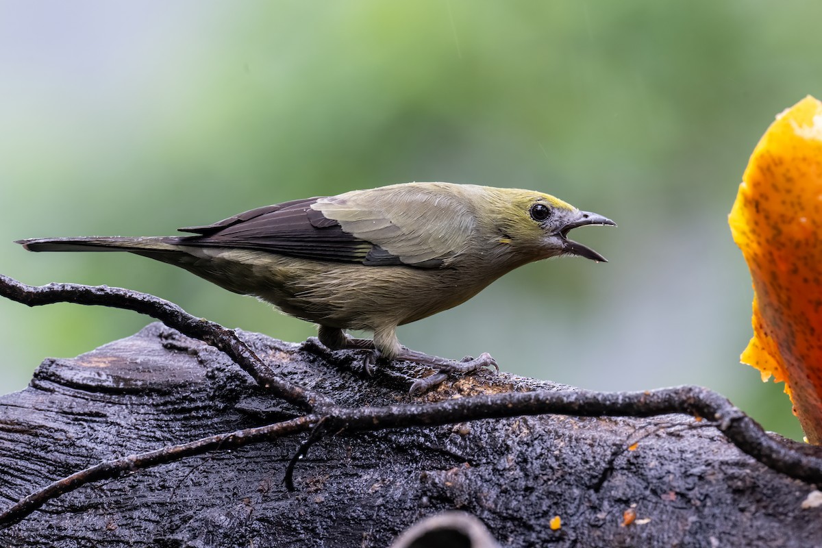 Tangara Palmera - ML646947236