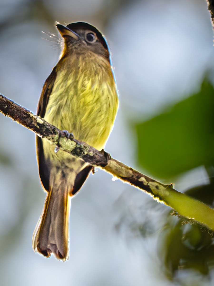 Fulvous-breasted Flatbill - ML646947237
