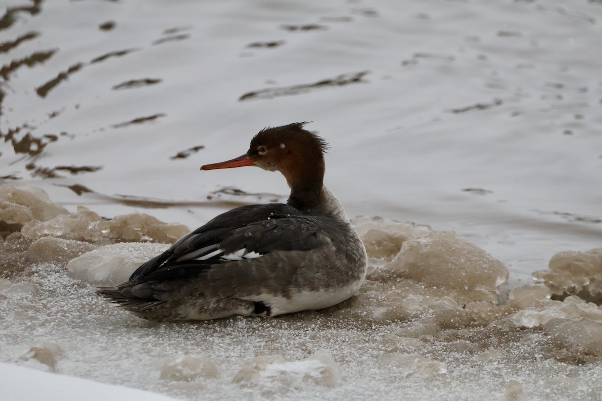 Serreta Mediana - ML646947250