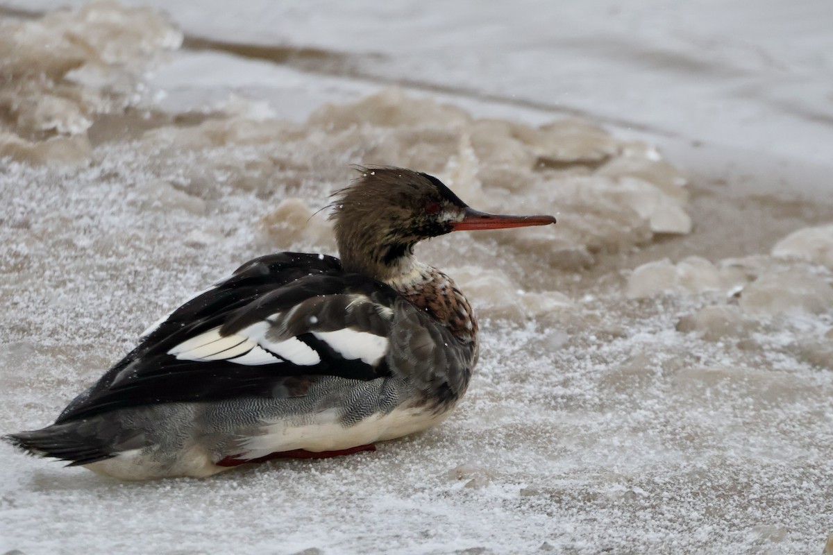 Serreta Mediana - ML646947251