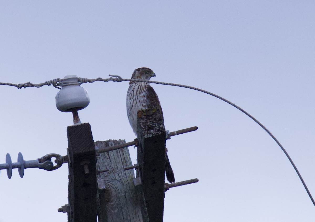 Cooper's Hawk - ML646947262