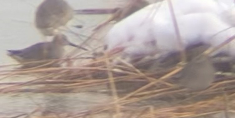 Long-billed Dowitcher - ML646947271