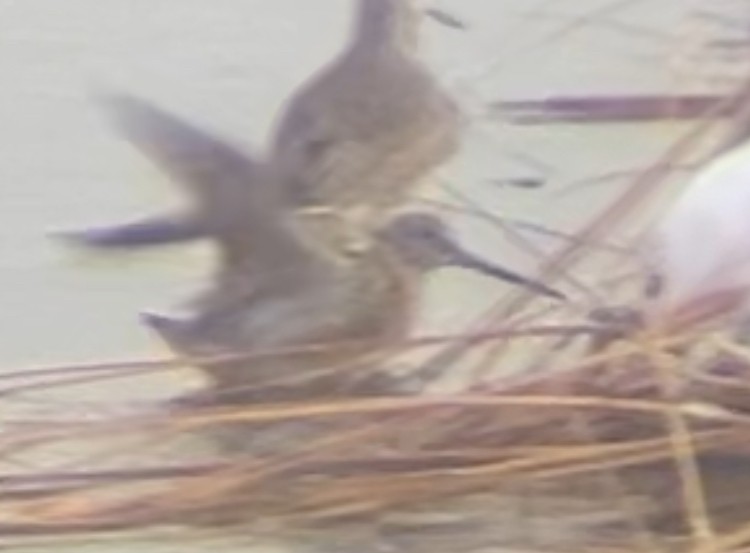 Long-billed Dowitcher - ML646947272