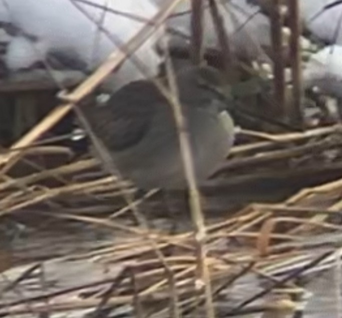 Long-billed Dowitcher - ML646947273