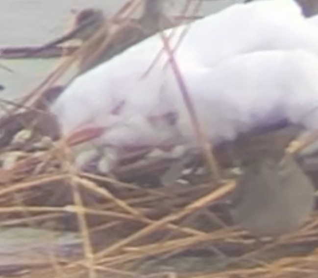 Long-billed Dowitcher - ML646947274