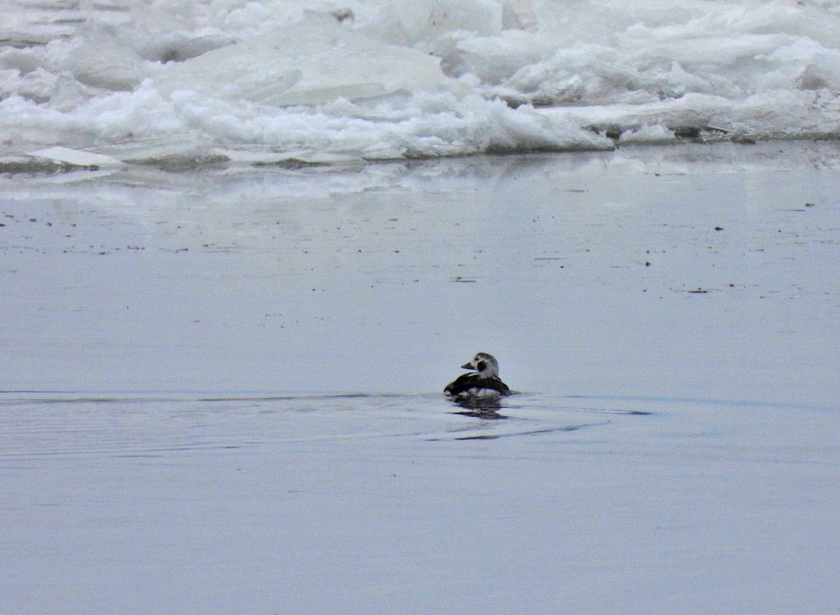 Izotz-ahatea - ML646947275