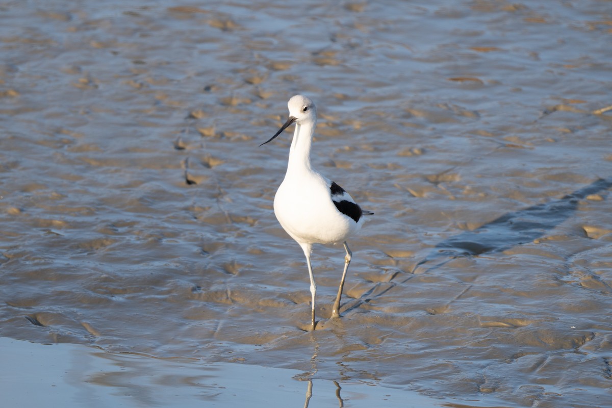 American Avocet - ML646947279