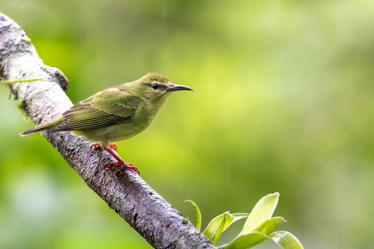 Красноногий саи - ML646947281