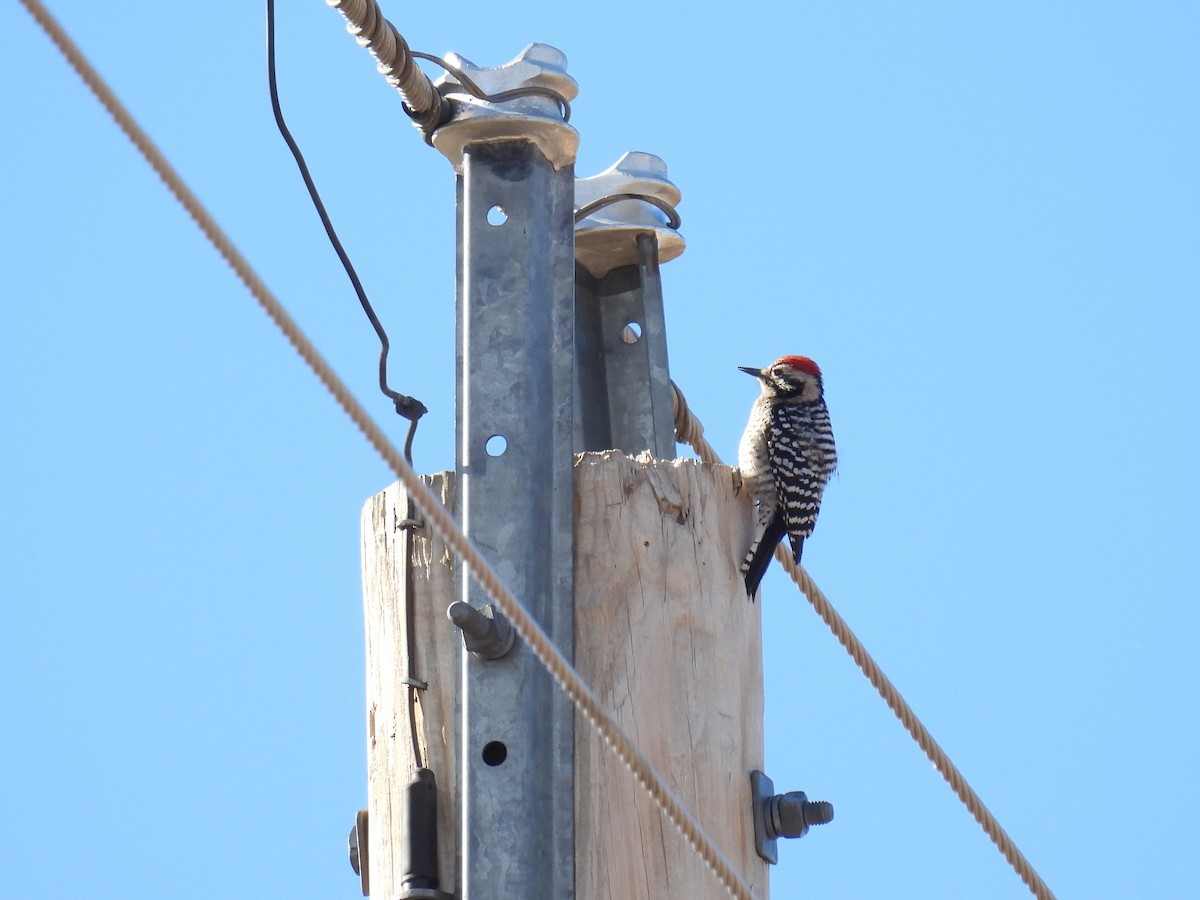 Ladder-backed Woodpecker - ML646947283