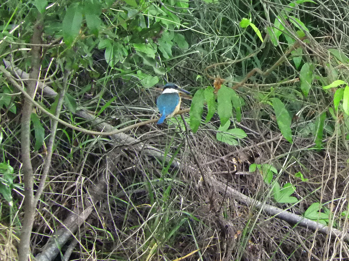 Sacred Kingfisher (Australasian) - ML646947285